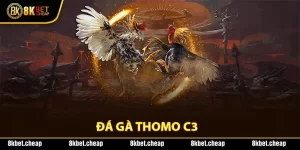 Đá gà thomo c3 tại 8kbet