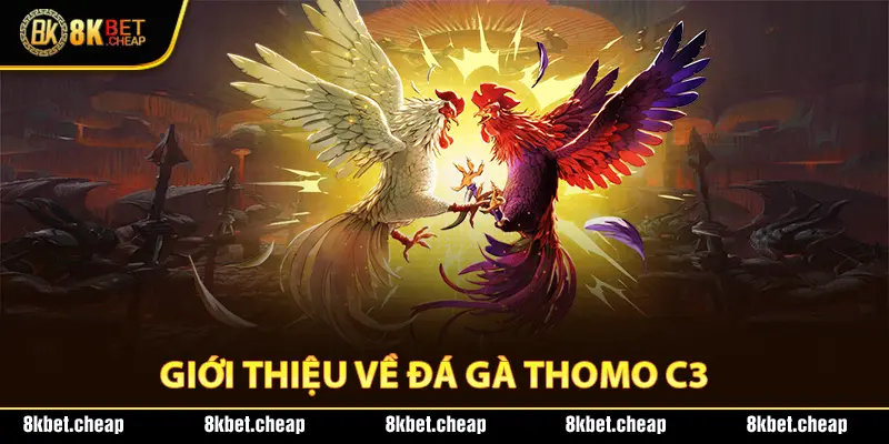 Đá gà trực tiếp Thomo cúp C3 ấn tượng